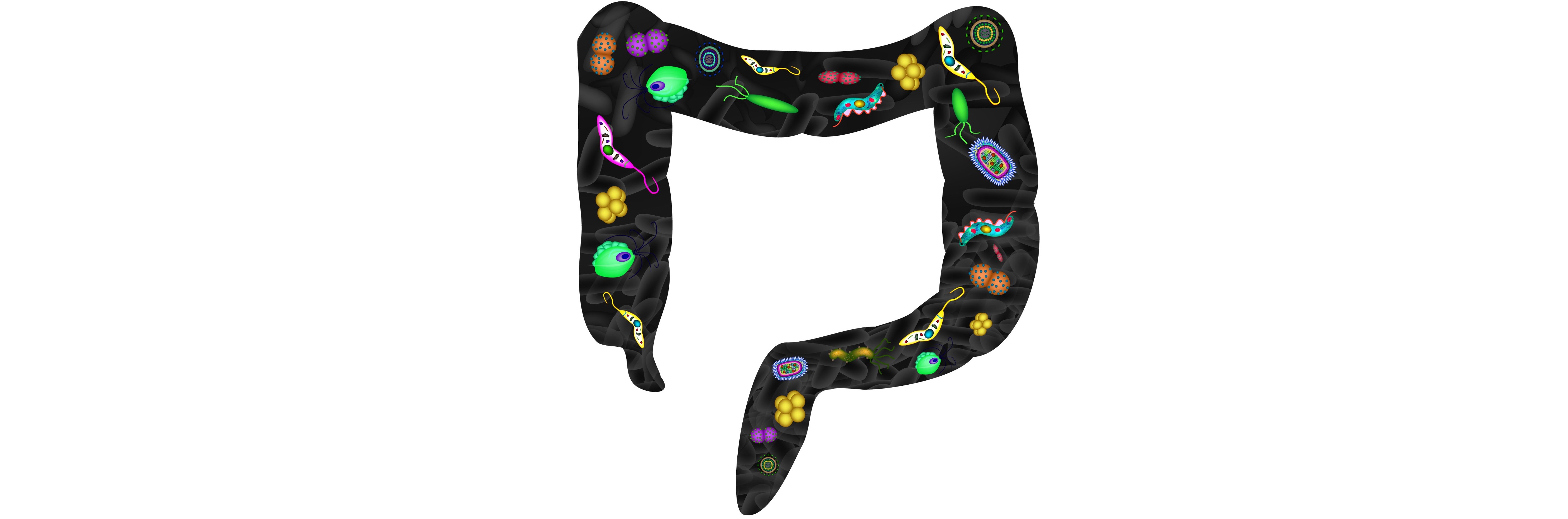 Diversiteit sleutel tot kolonisatieresistentie