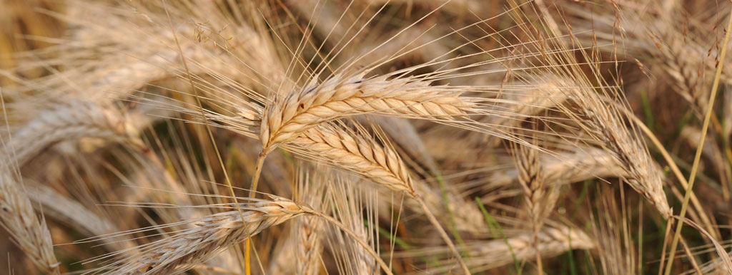 Oude granen voedzamer