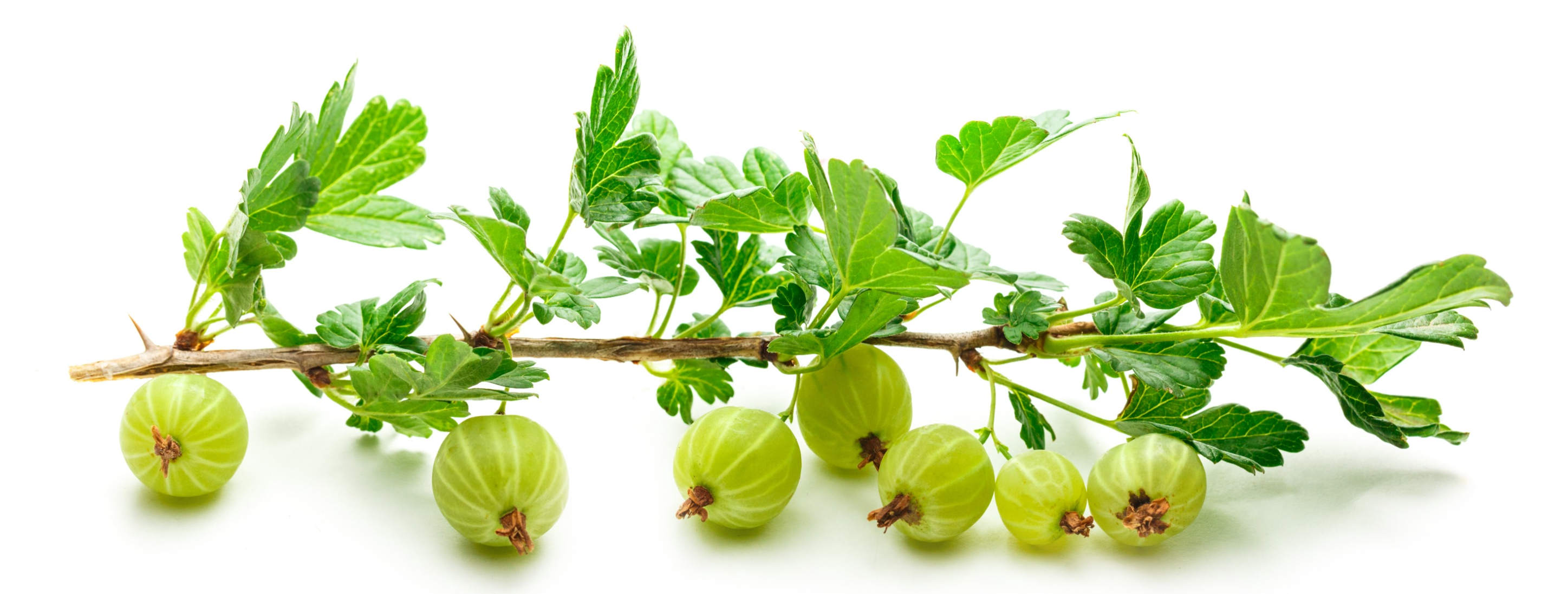 Amla, walnootblad, olijfvrucht en rodegistrijst verbeteren cholesterol