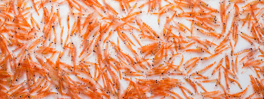 Krill tegen artrose