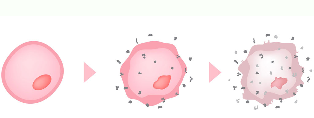 Oxidatieve stress uit balans: niet goed voor het hart