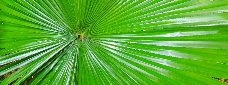 Zegepalm vermindert plasproblematiek