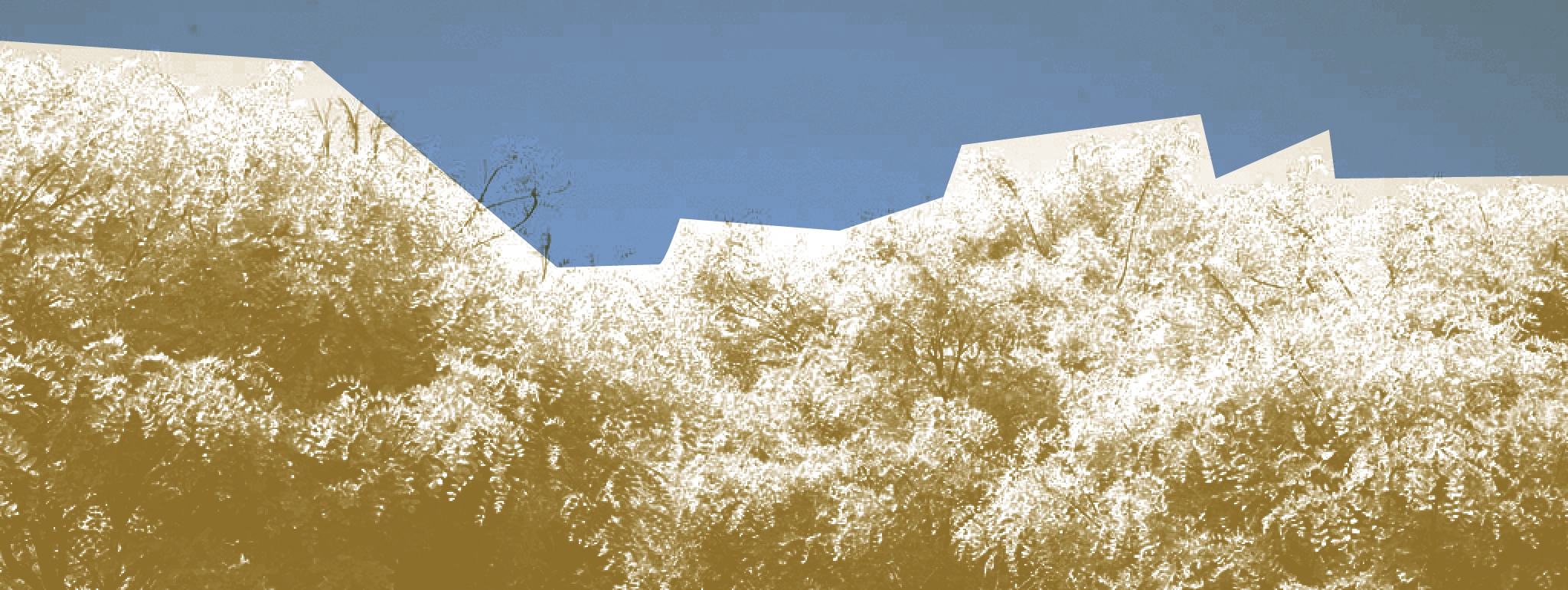 Vernisboom bij pancreaskanker