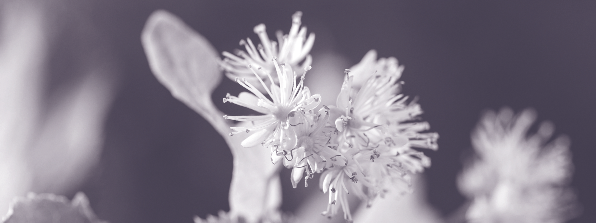 Kruidenextract versterkt spiergroei bij ouderen