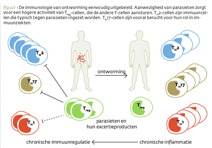 Immunologie van ontworming
