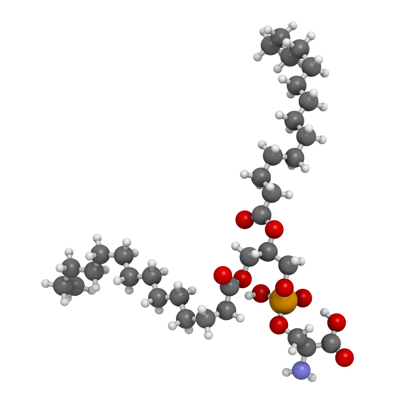 Fosfatidylserine, bouwsteen van celmembraan