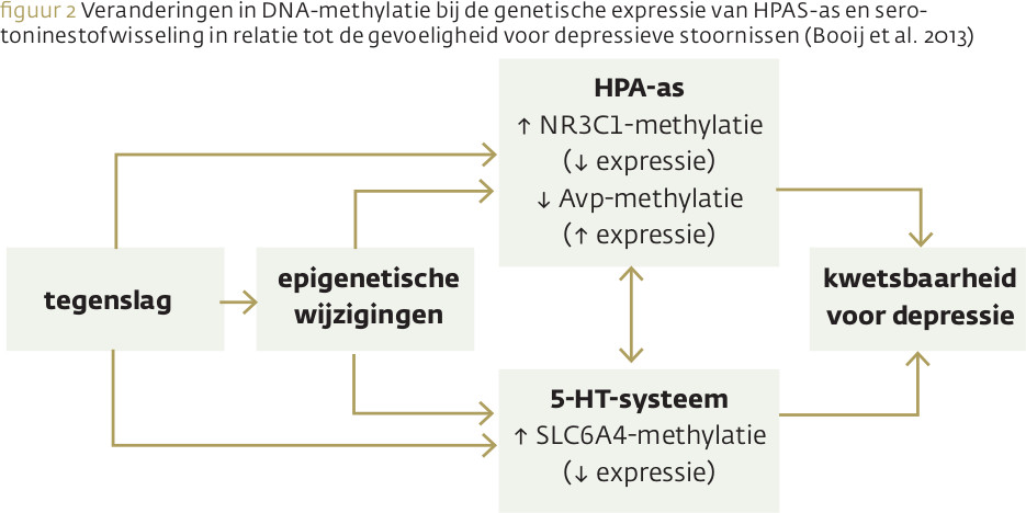 DNA-methylatie