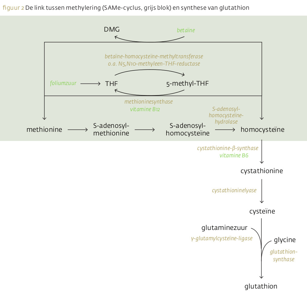 Link tussen methyleringscyclus en glutathion