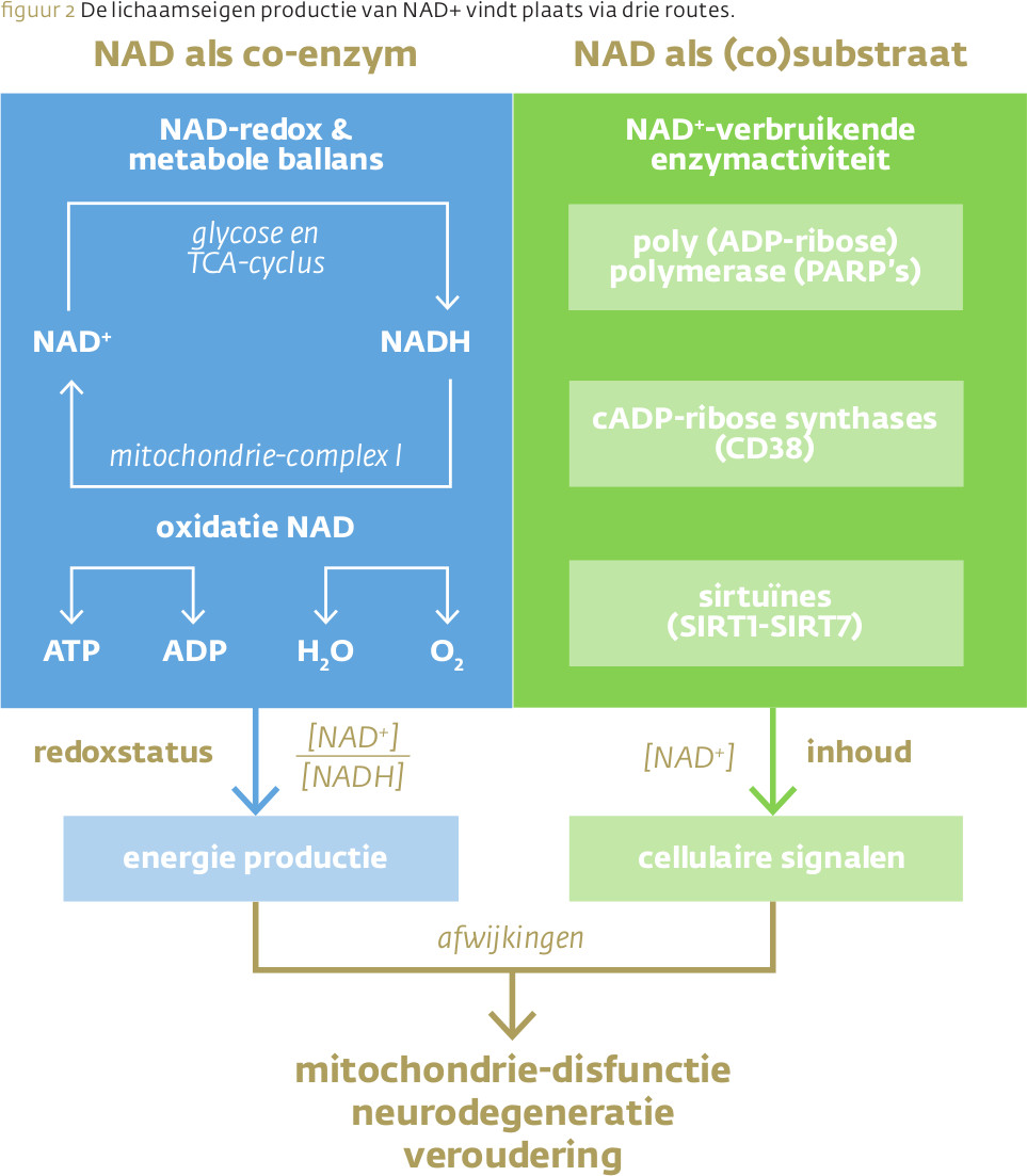 NAD+ als co-enzym