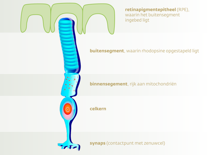 Anatomie van een fotoreceptorcel