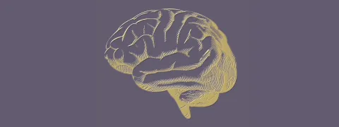 Magnesium verbetert breinfunctie