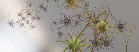 Koreaanse kruiden vertragen ALS