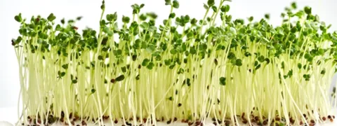 Sulforafaan soms ontstekingsopwekkend?