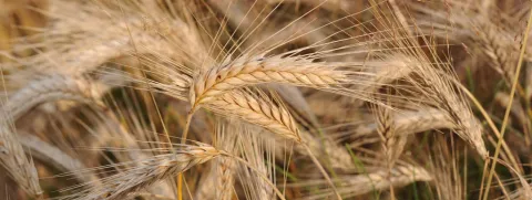 Oude granen voedzamer