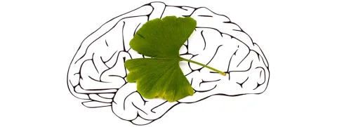 Ginkgo herstelt beroerte