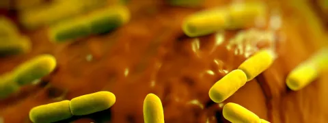 Lactobacil tegen prikkelbare darm