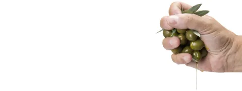 Restproduct olijfolie gezonder dan zonnebloempitolie