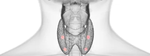 Pre- en probiotica weinig invloed op schildklier