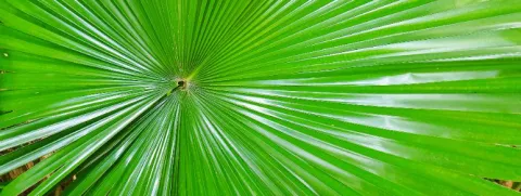 Zegepalm vermindert plasproblematiek