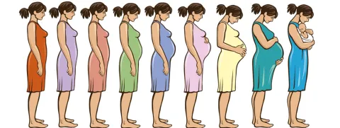 Prebiotica tijdens de zwangerschap