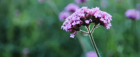 Valeriaan slaapmiddel