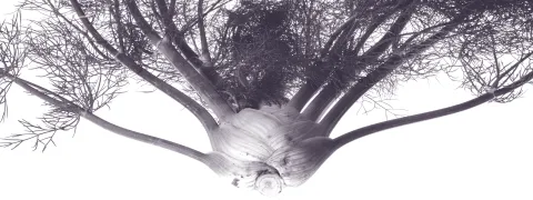 Hormonale werking van venkel?