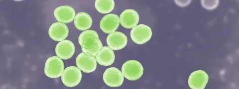 Microbioom en chronische pijn