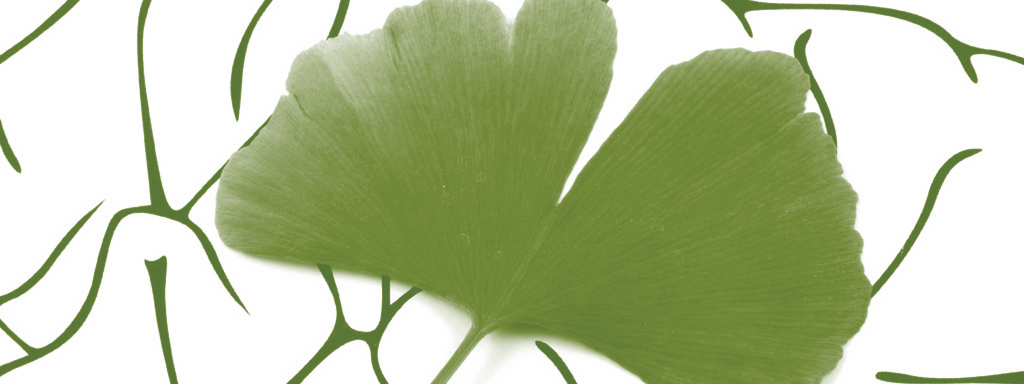 Ginkgo biloba tegen hartfalen