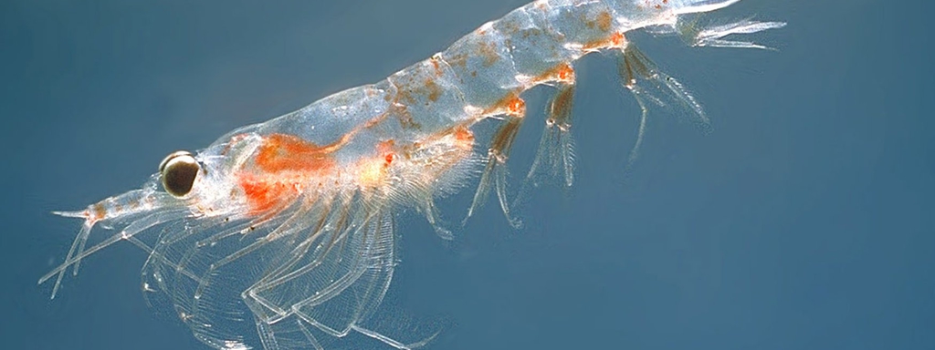 Krill