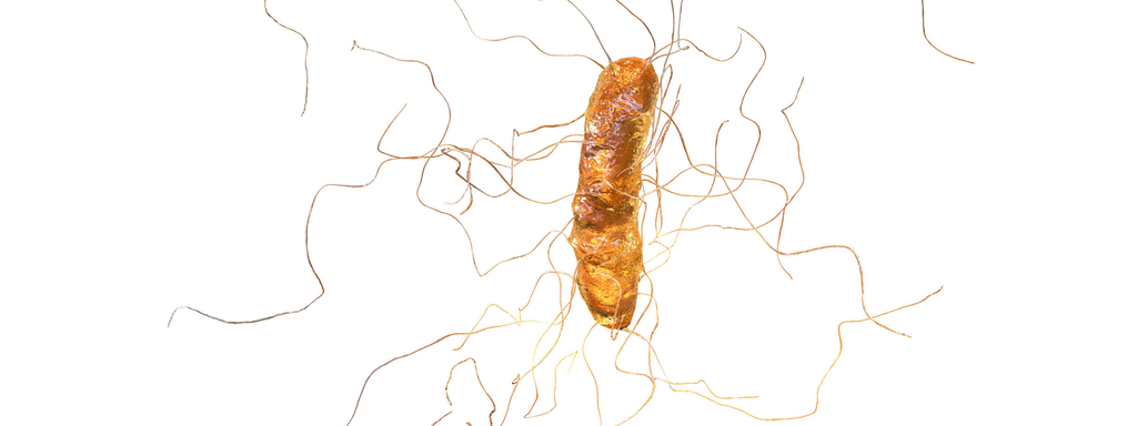 Clostridium difficile