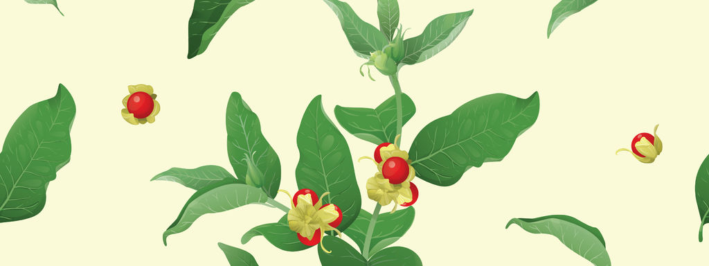 Ashwagandha of Withania somnifera