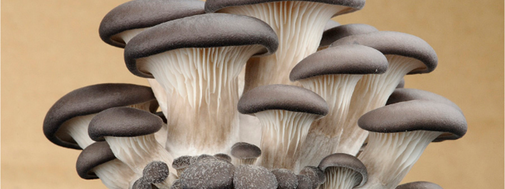Paddenstoelen van bij ons Paddenstoelen van bij ons