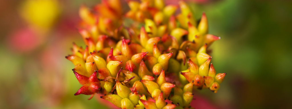 Rhodiola rosea Rhodiola rosea