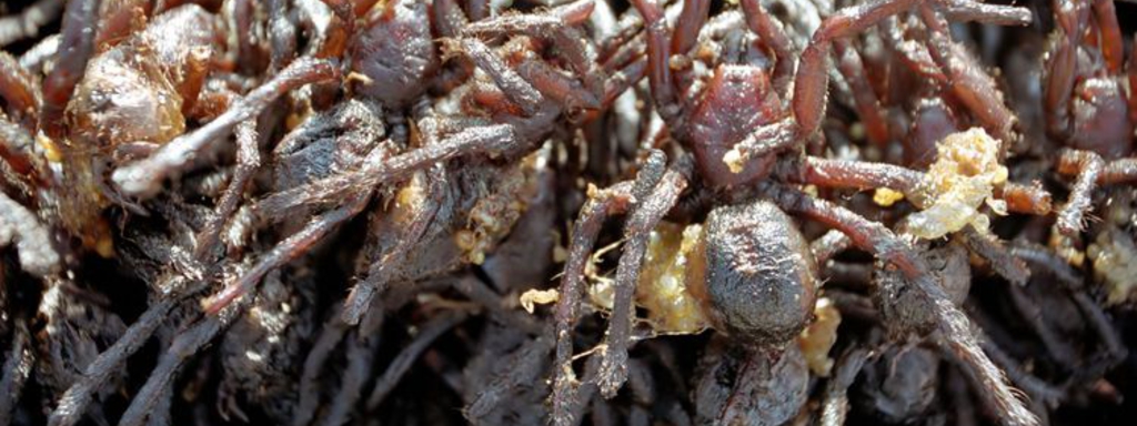 Vitamine K uit insekten? Vitamine K uit insekten?