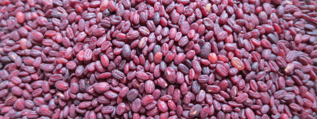 Red yeast rice Red yeast rice