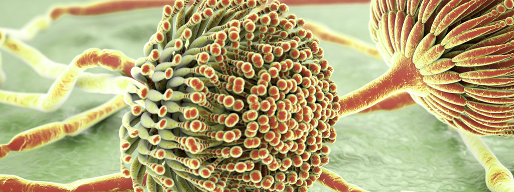 Aflatoxine-producerende schimmel Aflatoxine-producerende schimmel