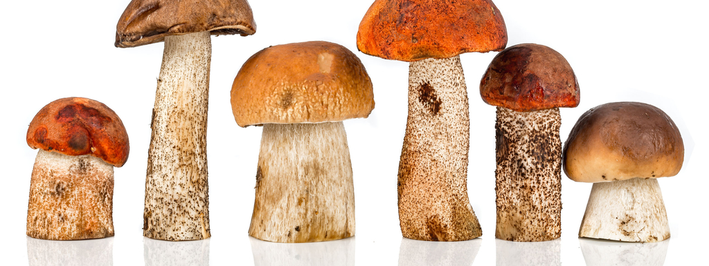 Paddenstoelen, voedzaam en lekker Paddenstoelen, voedzaam en lekker