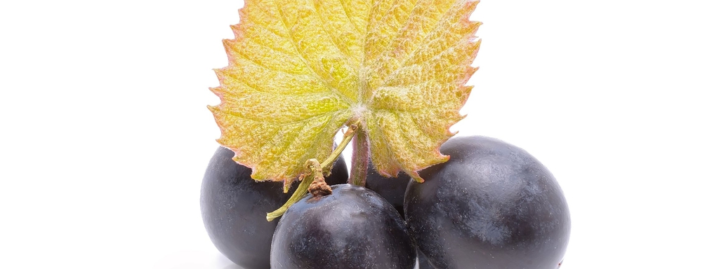 Druivenschil bevat resveratrol