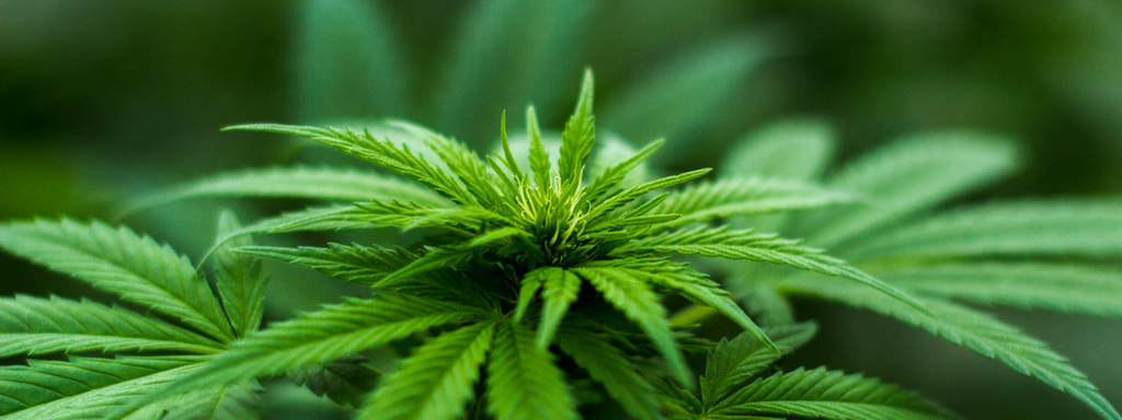Cannabis medicinaal Cannabis medicinaal