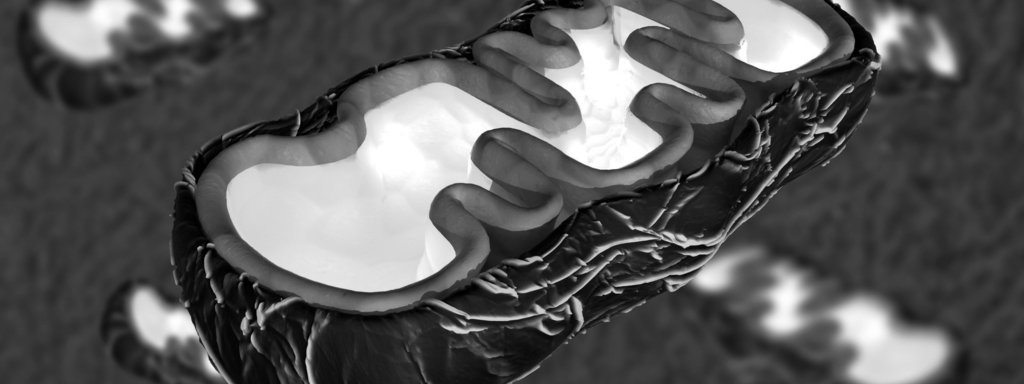 Mitochondrion Mitochondrion
