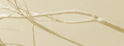 Ginseng