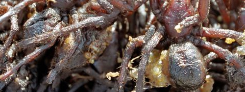 Vitamine K uit insekten?