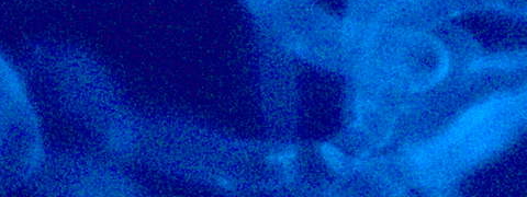 Bacillus subtilis natto