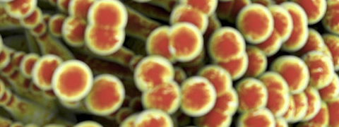 Aflatoxine-producerende schimmel