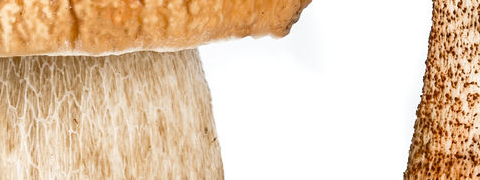 Paddenstoelen, voedzaam en lekker