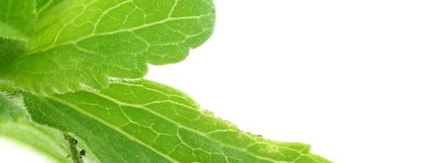 Stevia, natuurlijk zoet