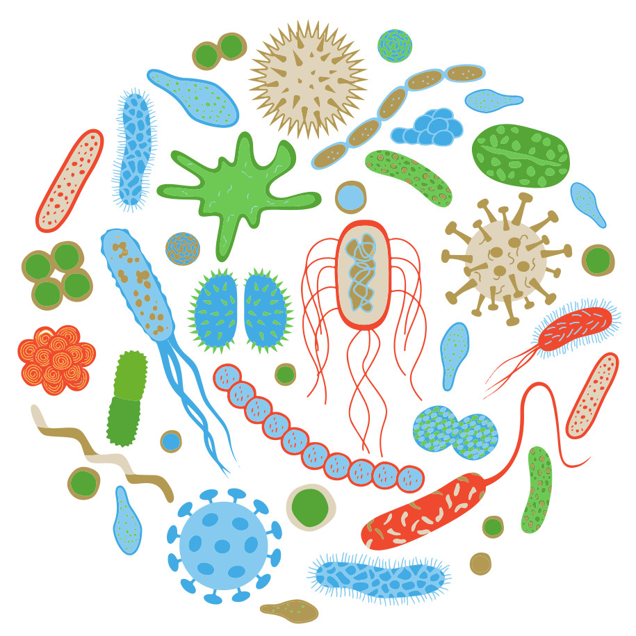 Darmbacteriën en longimmuniteit