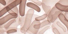 Meeste probiotica-onderzoeken bevestigen gezondheidseffect