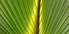 Zaagpalm