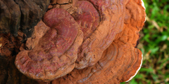 ganoderma